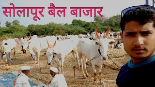 सोलापूर बैल बाजार, solapur cow Bazar, Makar sankratri bazar