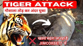 Tiger ने गौशाला तोड़ कर हमला किया | Tiger के हमले बढ़ते जा रहे हैं | #tiger #uttarakhand