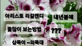 아리스토 리갈캔디 내년봄에 꽃많이 보는 방법