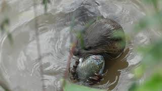 新加坡野生水獭 City In Nature_ Smooth-coated Otter Eating Fish _ 26 Jan 2025_ Singapore_ 9.50am