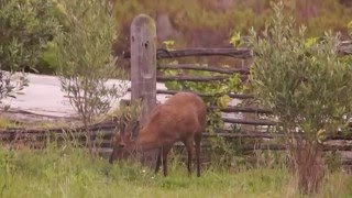 Common Duiker browsing at Phillipskop