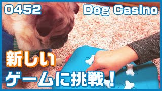 【ストレス解消】新しいゲームに挑戦したパグ犬小虎 Pug who challenged a new game Dog Casino[パグログ-0452]