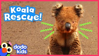 Brave Koala Asks Heroes For Help | Animal Videos For Kids | Dodo Kids