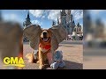 This service dog just took the cutest trip to Disney World  | GMA Digital