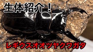 生体紹介　レギウスオオツヤクワガタ