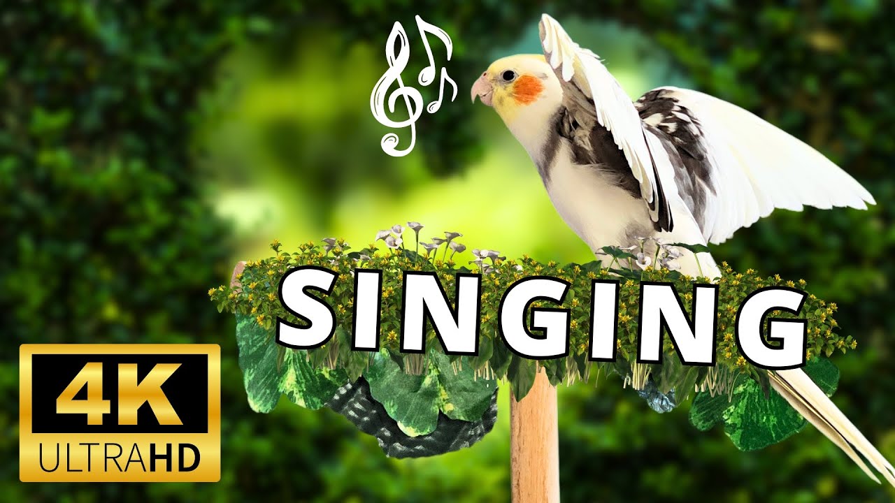 Happy Cockatiel Singing In Nature рџ њрџњї рџ љ Youtube