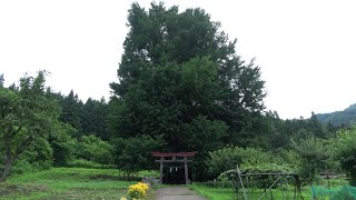 樹齢およそ500年(Nagano)神戸の大イチョウDiscoverJapan