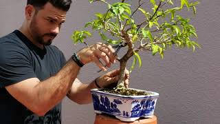 Rediseno Bonsai Jazmin de agua(Wrighthia religiosa) Mantenimiento a colección de bonsai