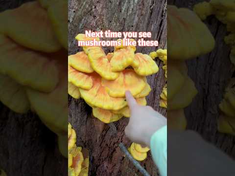 Is Mushroom a meat?