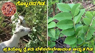 ಗೊಬ್ಬರದ ಗಿಡದ ಉಪಯೋಗಗಳು, Gliricidia plant uses..