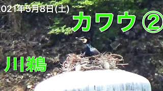 カワウ ② 5月8日