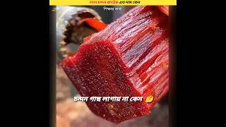 লাল চন্দন কাঠের এত দাম কেন ||why red sandalwood is so expensive?😳#shorts#শিক্ষারকথা#viral#lalchandan