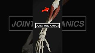 Elbow joint mechanics in motion! #3d #anatomy #medical #animation #medicalstudent