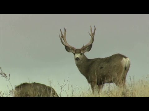How much is a day fishing license in Montana?