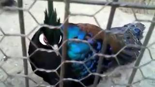 パラワンコクジャク（Palawan Peacock Pheasant）・川崎市立 夢見ヶ崎動物公園 \