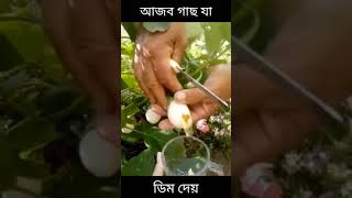 আজব গাছ যেখানে ডিম ধরে #Miracle #Egg on #Tree