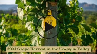 Umpqua Valley 2024 Harvest Montage