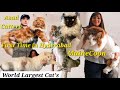 Maine coon Cat's & kittens First time in Hyderabad at Asad Cattery khilwat | Exotic Cats Shop in Hyd