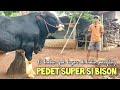 Pedet super si bison sekarang usia 2 thn masih belum poel