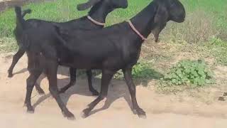 गावरान बकरी पालन //indian goat breeds @astp