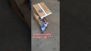 Pigeon trap | bird trap using DIY bird traps  | bird catching #shorts #youtubeshorts