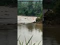 salah spot mancing di sungai bisa berakibat fatal‼️tetap waspada jika mancing di musim hujan #shorts