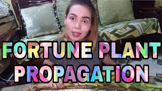 Fortune Plant Propagation