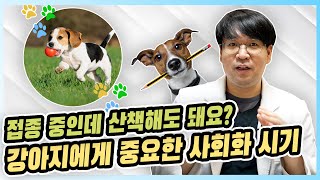 반려견 사회화 시기와 접종은?! [우리동네수의사]