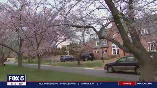 Expert says cherry blossoms aren't triggering your allergies | FOX 5 DC