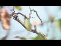 キタタキ（1）留鳥（タイ） white bellied woodpecker wild bird 野鳥 動画図鑑