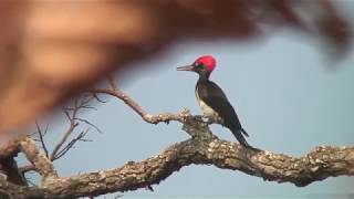 キタタキ（1）留鳥（タイ） - White-bellied Woodpecker - Wild Bird - 野鳥 動画図鑑