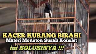 Solusi Untuk Kacer Kurang Birahi Materi Monoton Susah Konslet