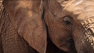 Stop Wildlife Crime: The Series | Preview