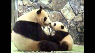 明浜と梅梅　panda　パンダ