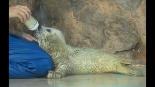 Baby seal drinking milk (Fubuki pup) @Shinagawa Aquarium