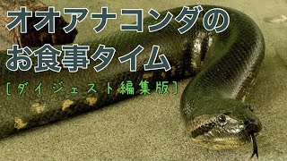 【ダイジェスト編集版】オオアナコンダのお食事タイム！