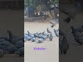 Group of pigeon's