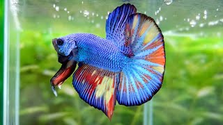 ベタ・ブルーファンシー・ハイブリッド系・ハーフムーン・プラカット／Blue Fancy  Hybrid System HalfMoon Plakat Betta