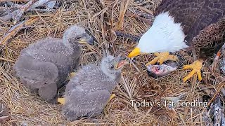 #222🦅Captiva Eagle Nest／Clive💗Connie／Window To Wildlife／Captiva Eagle Cam | 4K PTZ | Connie \u0026 Clive