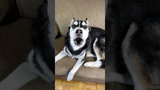 Hilarious dog reaction when they hears the word “vet”#dog#doglover #dogvideos #vet#fyp