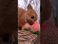 大眼兔兔吃草莓可愛極了。cute rabbit eating strawberry 萌寵 小兔子 ribbit