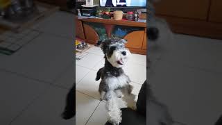 Schnauzer雪納瑞【旺仔成長日記】拯救超人-1Y1M