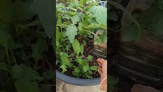 నాలుగు మొక్కలుంటే చిన్న family కి సరిపోయేంత ...#gardening #homegarden #viralshort