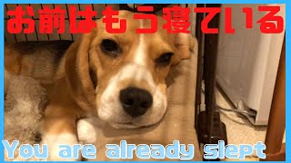 お前はもう寝ている【ビーグル🐶セブ】You are already slept