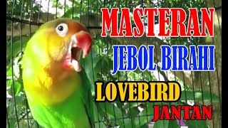 Download Lagu MASTERAN JEBOL BIRAHI LOVEBIRD JANTAN... MP3 Gratis