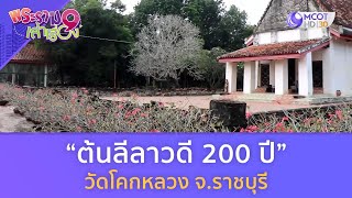 ต้นลีลาวดี 200 ปี วัดโคกหลวง จ.ราชบุรี (10 ธ.ค.66)  | พระราม 9 เล่าเรื่อง