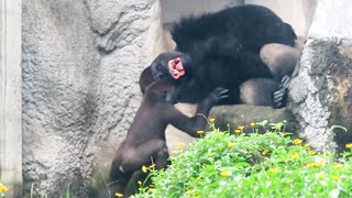 小金剛Jabali與Ringo也可以坐著拍打彼此Jabali and Ringo can also sit and tap each other#金剛猩猩 #gorilla