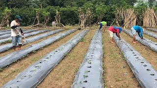 ANONG BUWAN KAMI NAGTATANIM NG KAMATIS