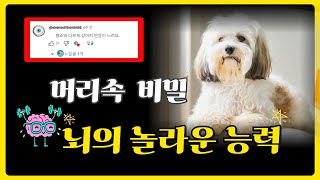 강아지 기억과 뇌의구조