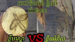 ខ្លឹមអំពិល និង ខ្លឹមស្នោ យល់ដឹង អំពីខ្លឹមពីរយ៉ាងនេះ